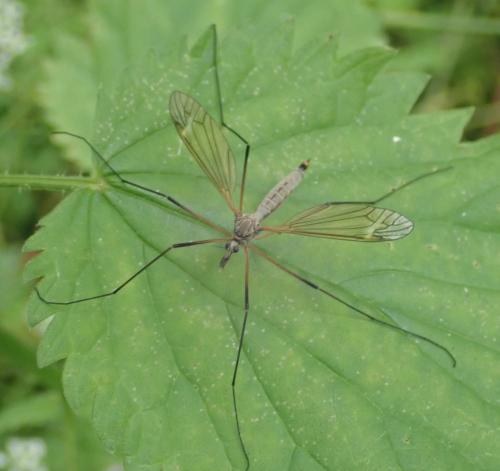 Tipula luna