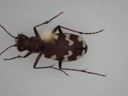 Cicindela hybrida