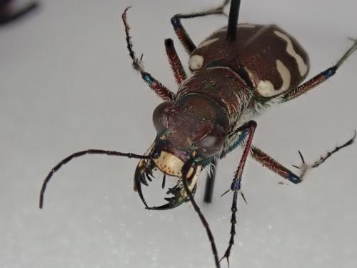 Réf. 231 638 : Cicindela hybrida