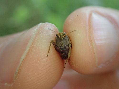 Tetrix subulata