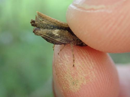 Réf. 231 621 : Tetrix subulata
