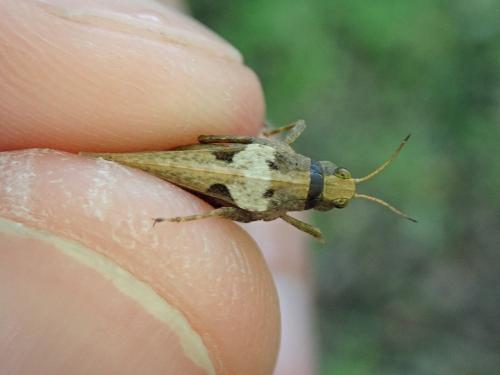 Réf. 231 618 : Tetrix subulata
