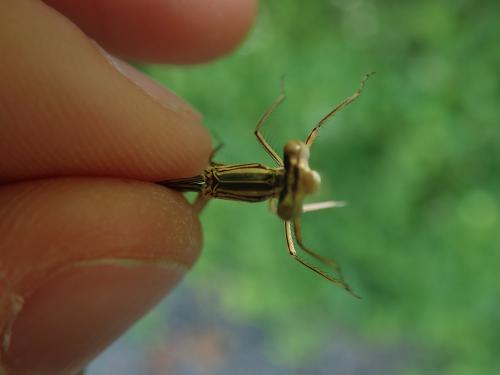 Réf. 231 611 : Platycnemis pennipes