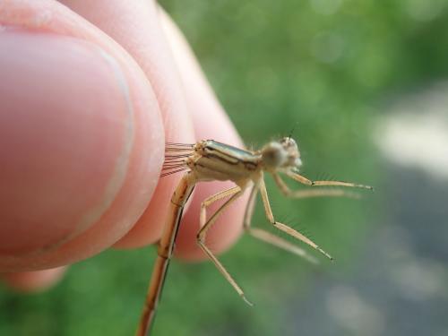 Platycnemis pennipes
