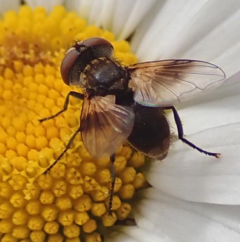 Réf. 231 669 : Ectophasia sp.