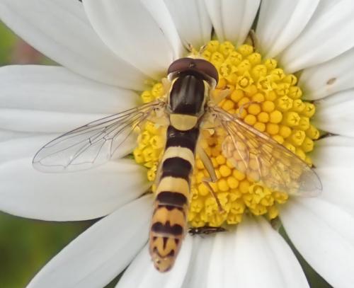 Réf. 231 672 : Sphaerophoria scripta