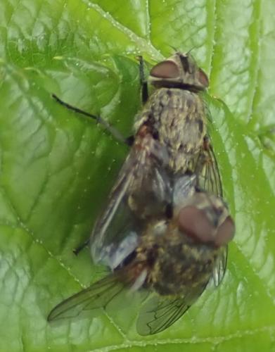 Pollenia sp.