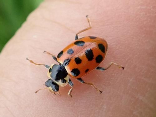 Réf. 231 762 : Hippodamia tredecimpunctata