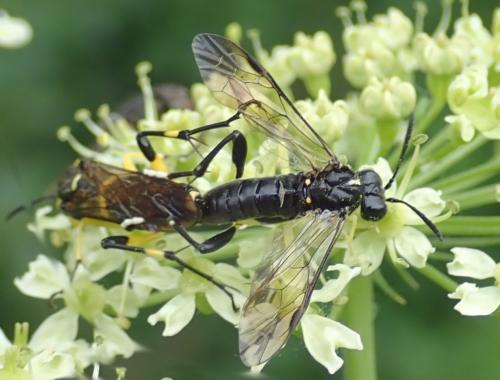 Réf. 231 799 : Macrophya montana