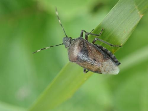Rhaphigaster nebulosa