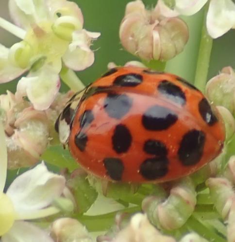 Harmonia axyridis