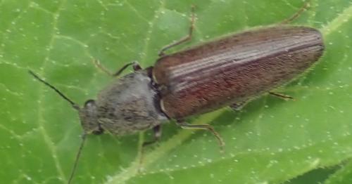 Réf. 231 798 : Athous haemorrhoidalis