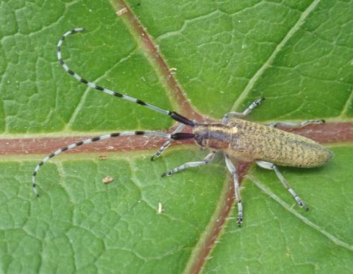 Réf. 231 777 : Agapanthia villosoviridescens