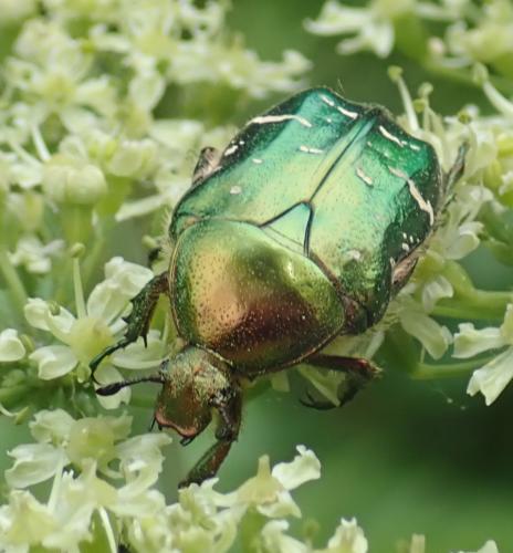 Réf. 231 975 : Cetonia aurata