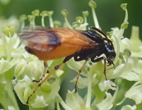 Arge cyanocrocea