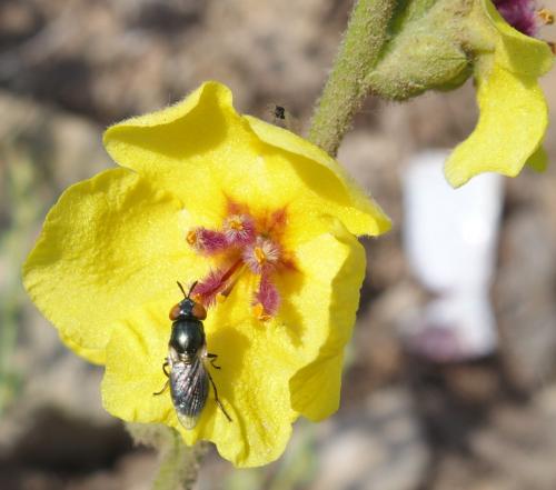 Orthonevra sp.