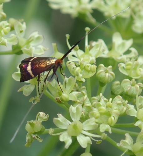Adela australis