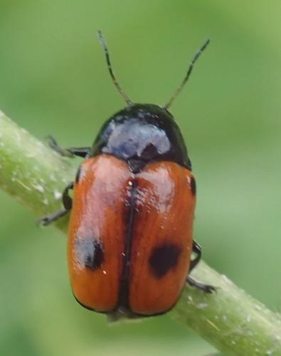 Réf. 231 797 : Cryptocephalus bipunctatus