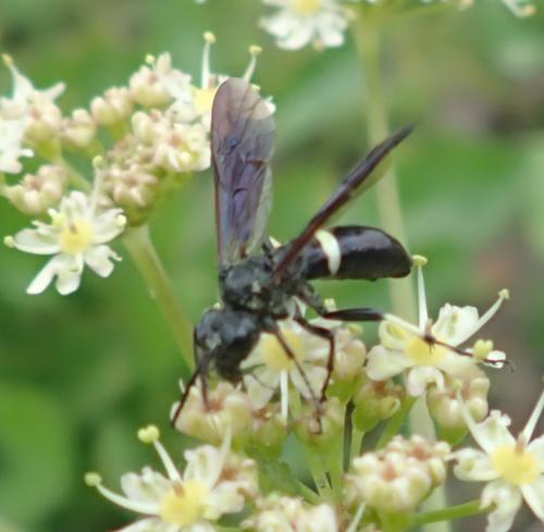 Réf. 231 800 : Cephaledo bifasciata bifasciata