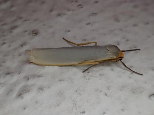 Eilema complana