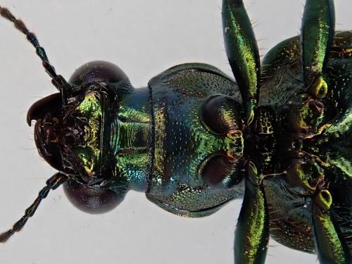 Réf. 231 732 : Elaphrus uliginosus