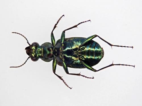 Réf. 231 731 : Elaphrus uliginosus