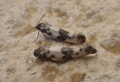 Réf. 231 862 : Enolmis acanthella