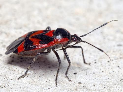 Réf. 231 987 : Deraeocoris trifasciatus
