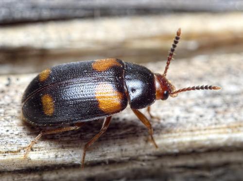 Mycetophagus quadripustulatus