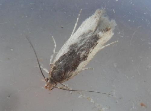 Réf. 231 898 : Cosmardia moritzella