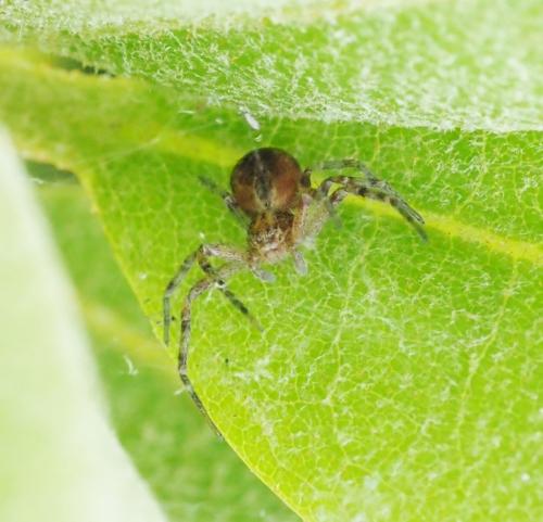 Philodromus sp.