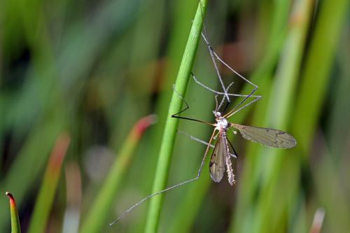 Phylidorea sp.