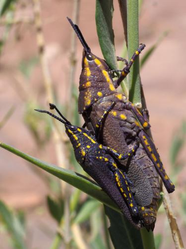 Réf. 231 753 : Poekilocerus bufonius