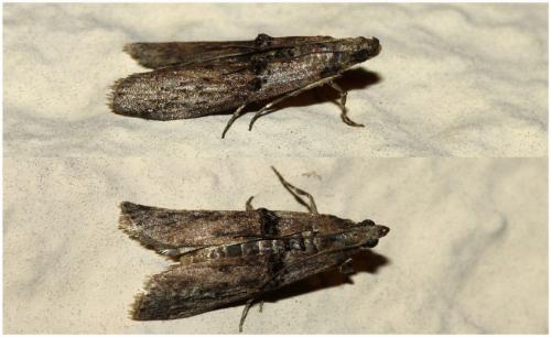 Réf. 231 738 : Nephopterix angustella