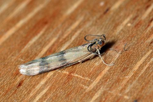 Réf. 231 921 : Homoeosoma sinuella
