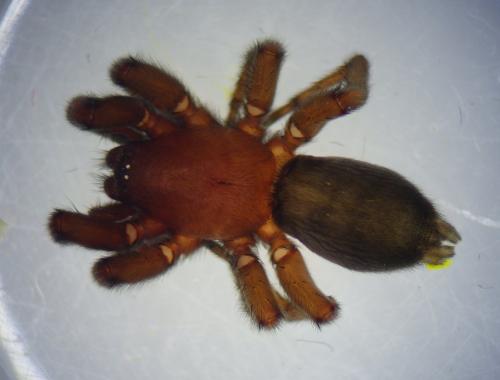 Réf. 231 219 : Scotophaeus scutulatus
