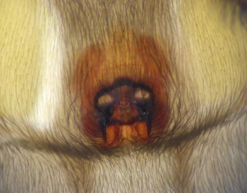 Réf. 231 220 : Scotophaeus scutulatus