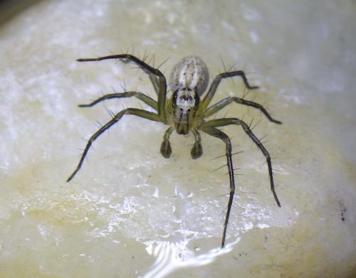 Réf. 231 536 : Oxyopes lineatus