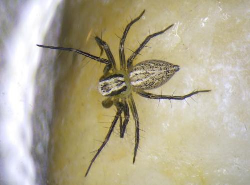 Réf. 231 537 : Oxyopes lineatus