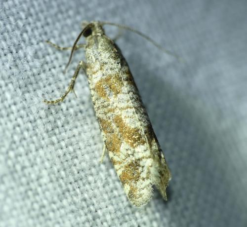 Rhyacionia maritimana