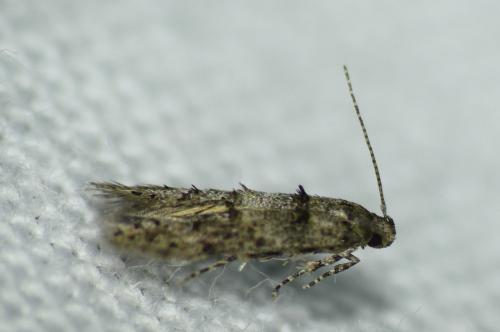 Sorhagenia sp.