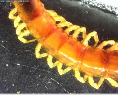Lithobius forficatus