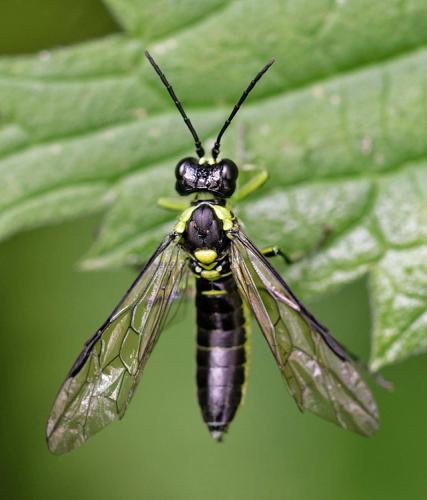 Tenthredo sp.