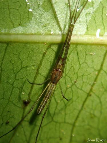 Tetragnatha sp.