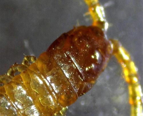 Geophilus flavus
