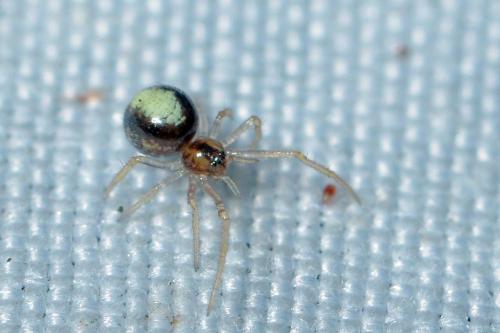 Neottiura bimaculata
