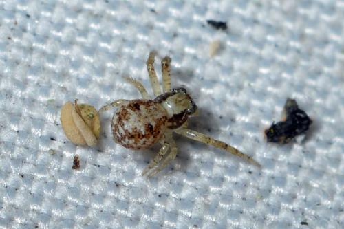 Xysticus sp.