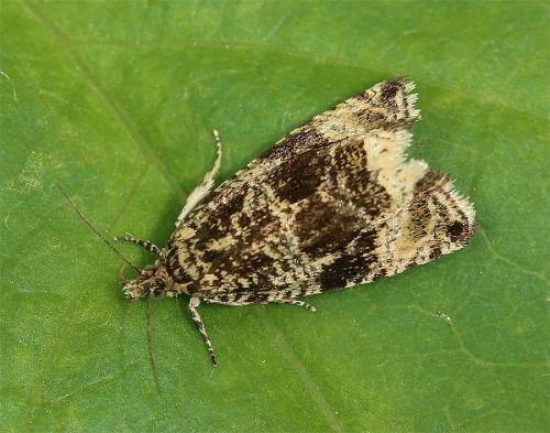 Celypha lacunana