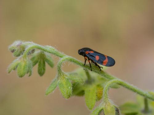 Cercopis intermedia
