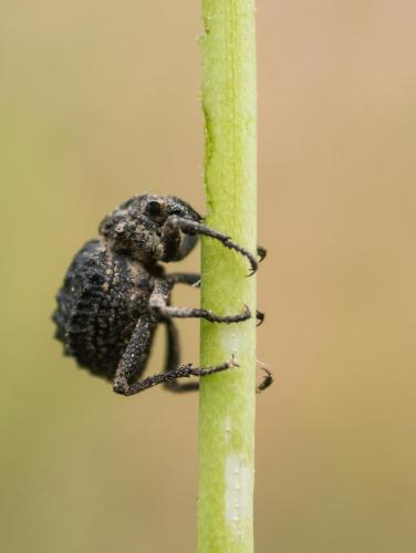 Brachycerus sp.